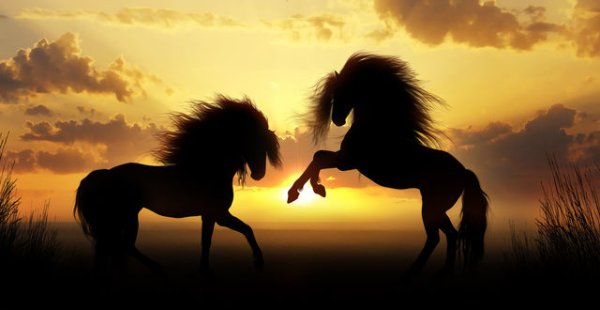 Конь на фоне заката