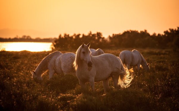 Табун лошадей на закате