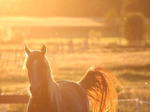 Лошадь в солнечных лучах
