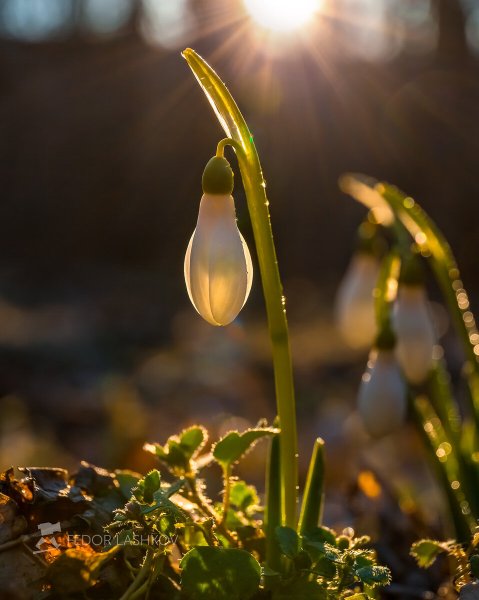 Подснежники в солнечных лучах