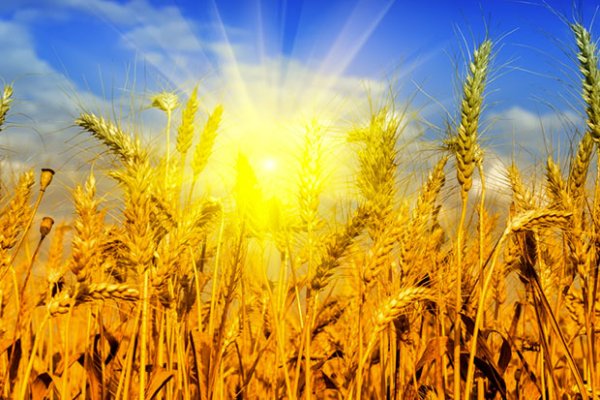 Колос и солнце