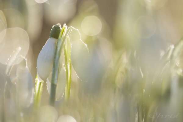 Весеннее солнышко