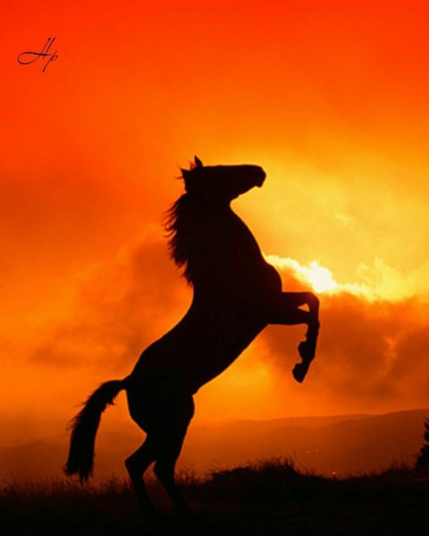 Лошади на рассвете