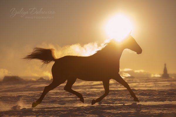 Конь на Восходе солнца
