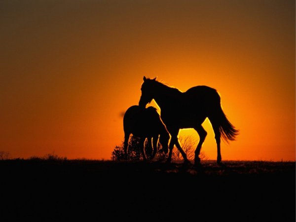 Лариса Гейгер