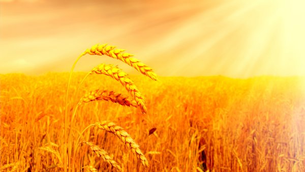 Солнечное поле