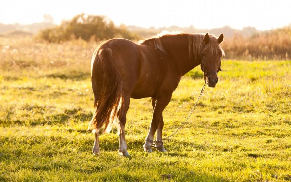 Лошадь в поле