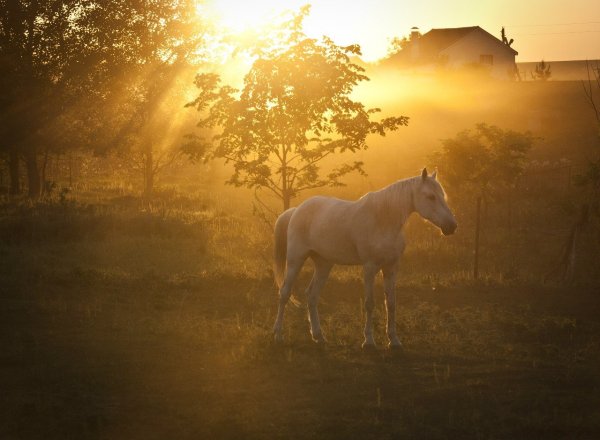 Деревенские лошади