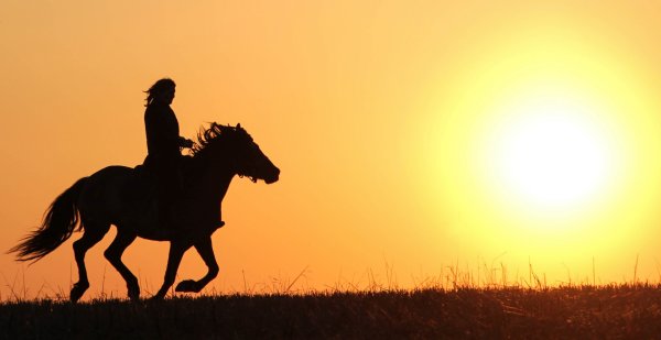 Лошадь на фоне заката
