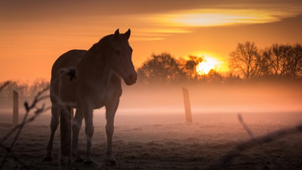 Лошади на рассвете