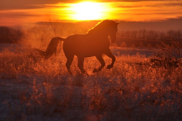 Лошадь в поле на закате