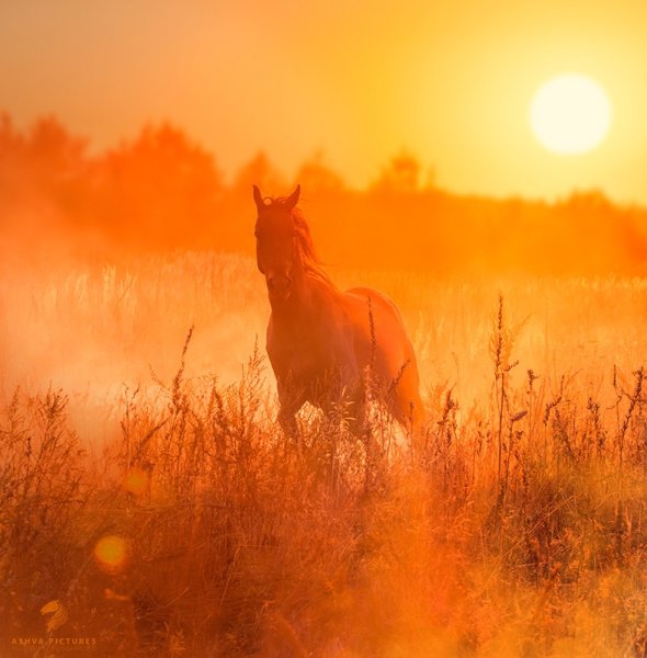 Лошади на рассвете
