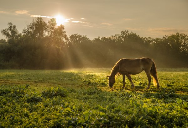 Лошадь в поле на рассвете