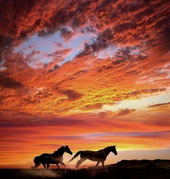 Красивые лошади на закате