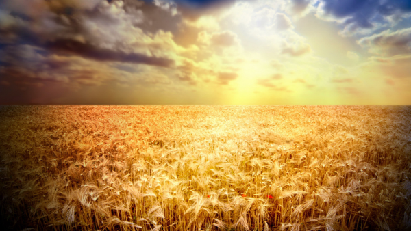 Золотая Нива поле