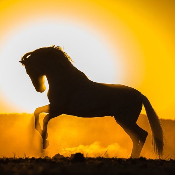 Лошадь и солнце