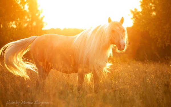 Лошадь и солнце
