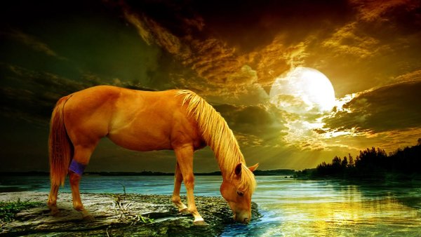 Лошади на водопое