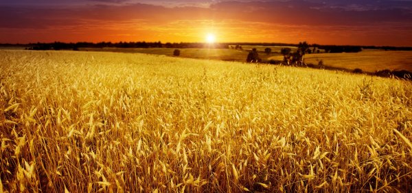 Форма золотого рассвета