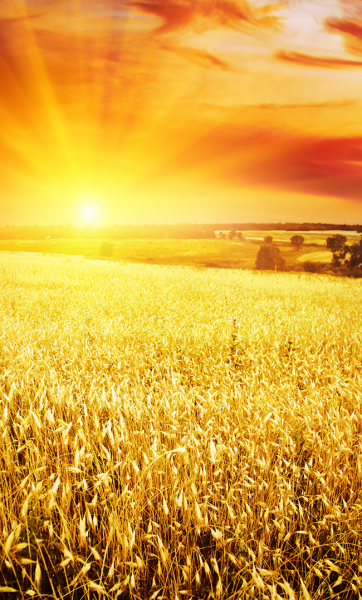 Поле пшеницы