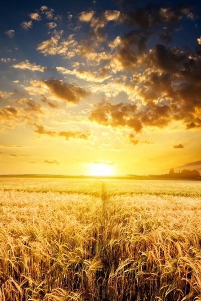 Колосья пшеницы на закате