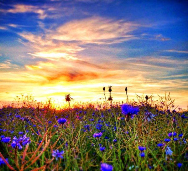 Васильковое поле на закате