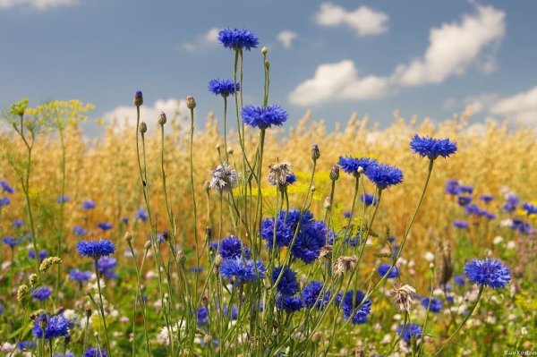 Васильки и солнце