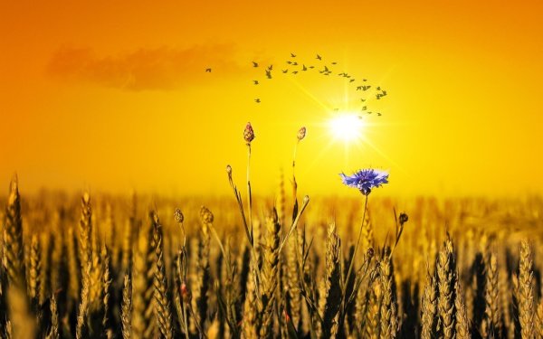 Пшеничное поле с цветочками и солнышко