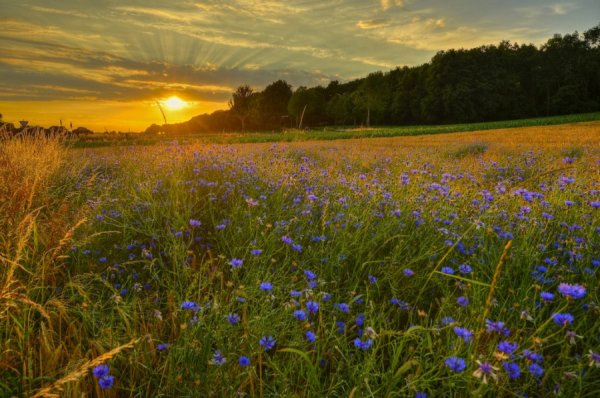 Сильковое поле и рассвет