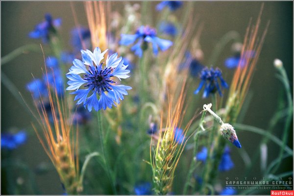 Васильки макро поле