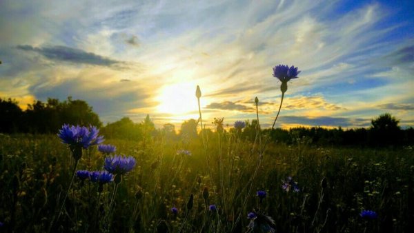 Васильки на закате