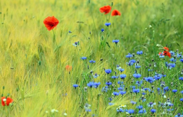 Поле рожь васильки и маки