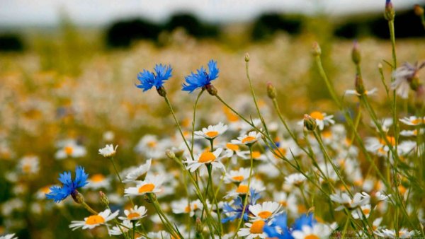 Васильково Ромашковое поле