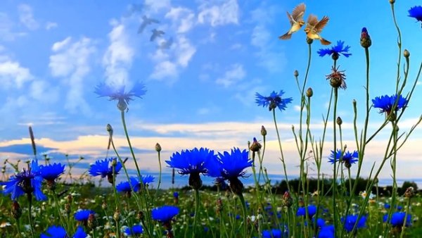 Небо море васильки