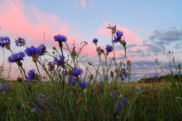 Васильки в поле