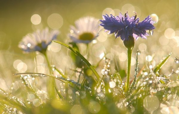 Утро полевые цветы