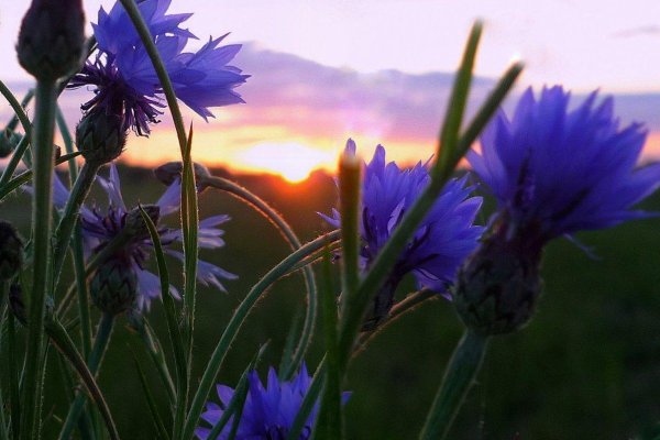 Сильковое поле и рассвет