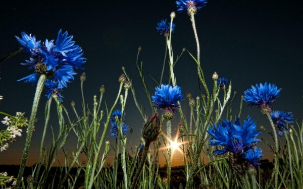 Василек синий лепестки