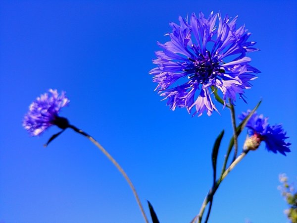 Беларусь Василек