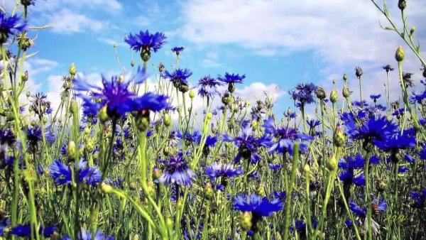 Полевые цветы