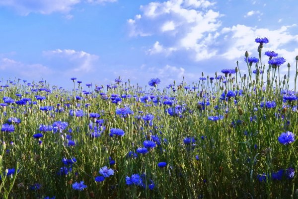 Беларусь васильки