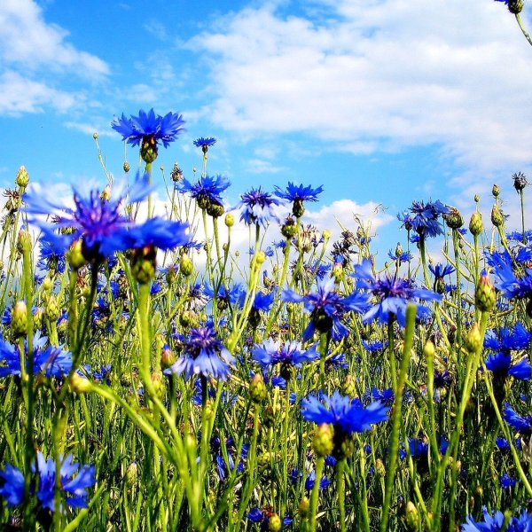 Васильковое поле Эстетика