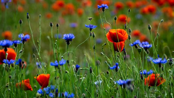 Голубые полевые цветы