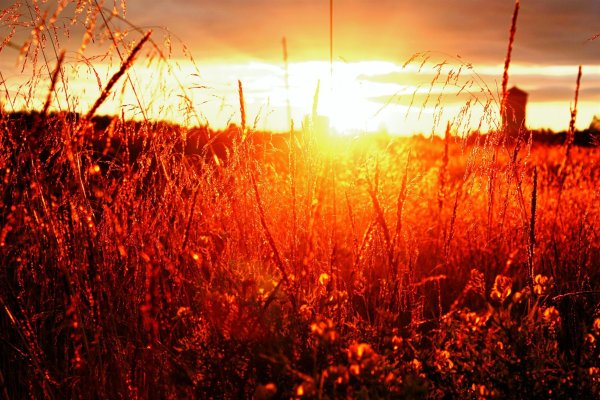 Закат в поле