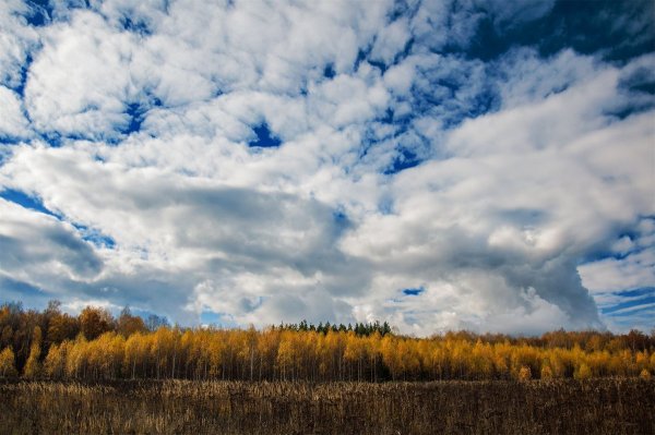 Одуванчик на солнце