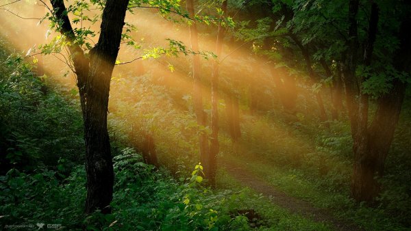 Лучи солнца