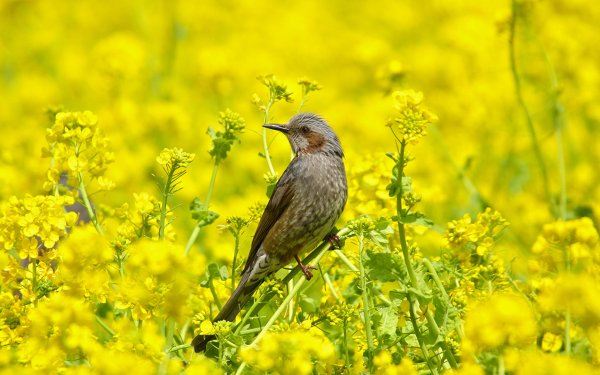 Летние птицы