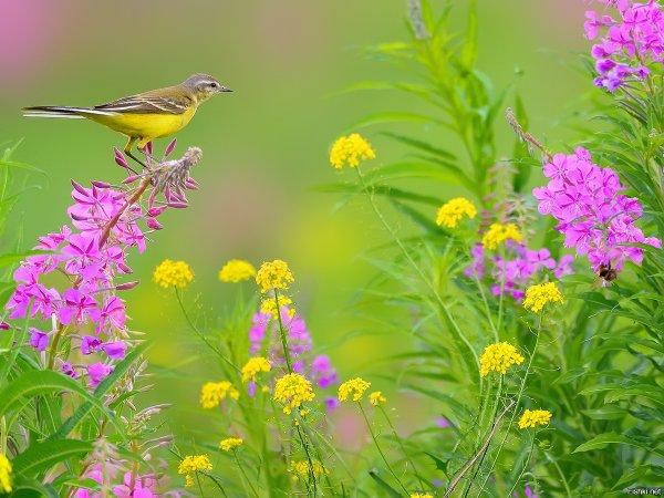 Птицы летом