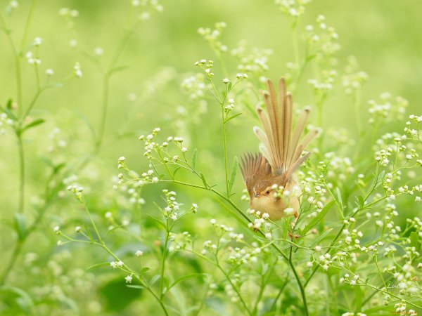 Птица в зелени