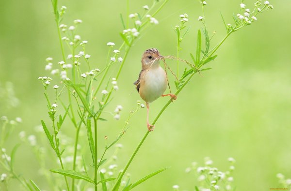 Фон природа птицы